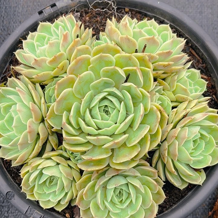 多肉植物。。。。。。。。。。。。。。。。。。