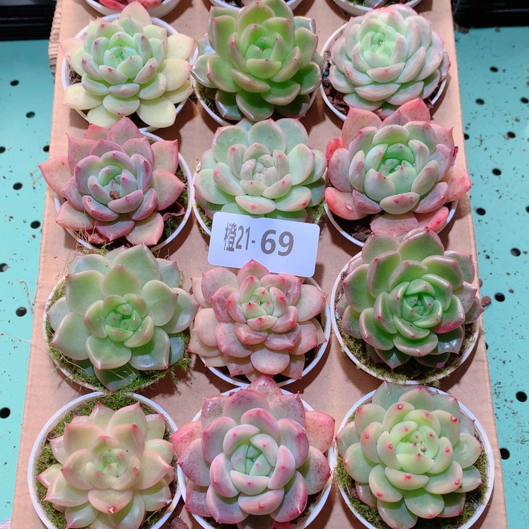 21-69一物一拍多肉带盆18颗