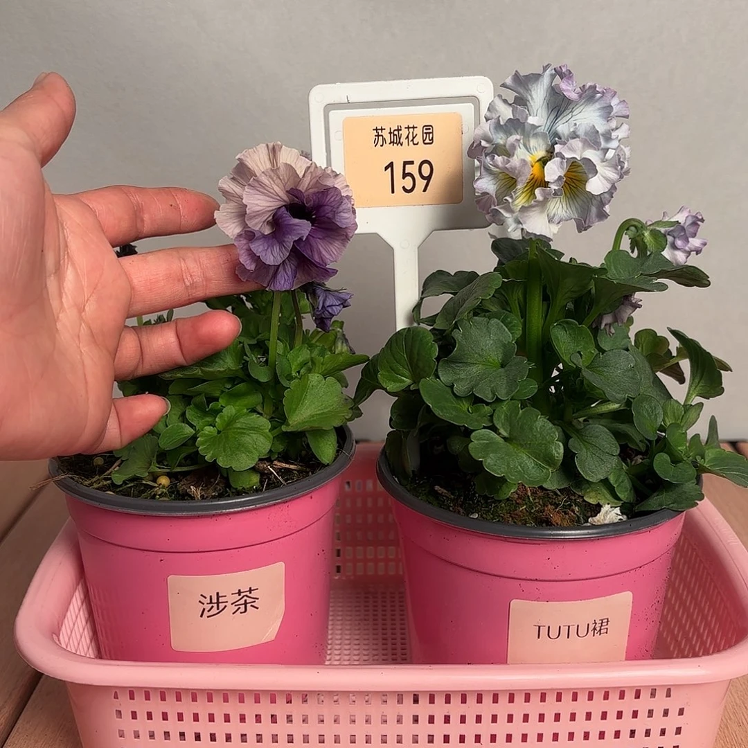 大部分开放少量花苞159