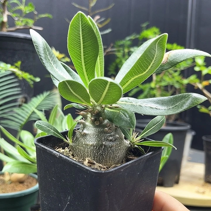 西巴女王一物一拍