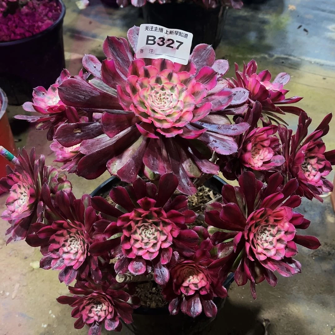 多肉植物327红铜白