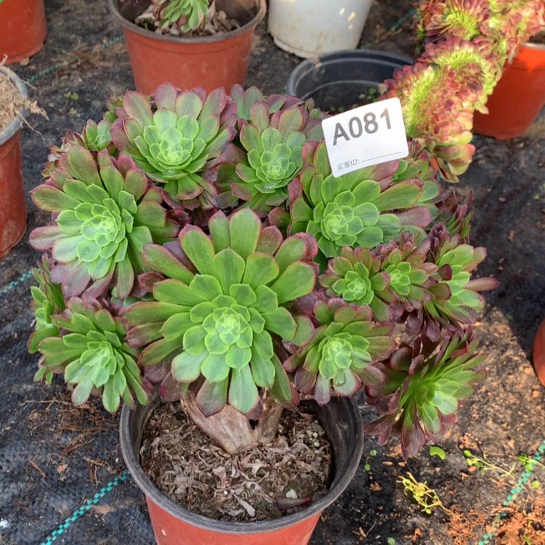 【闪购商品】81嘉年华缀