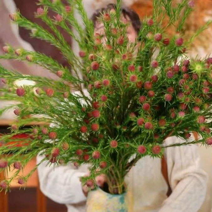 【澳洲郁金香】红宝石独特小众高级感有趣可做干花