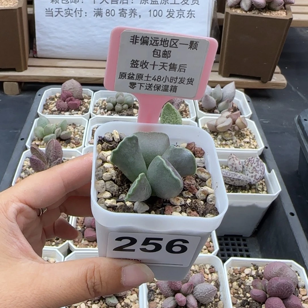 256全紫库博多肉植物