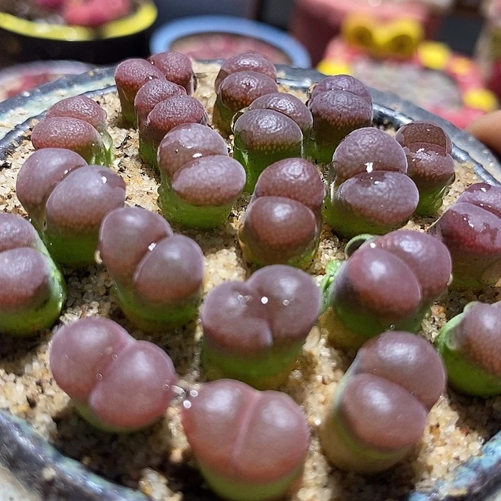 7521帕法德风铃一颗