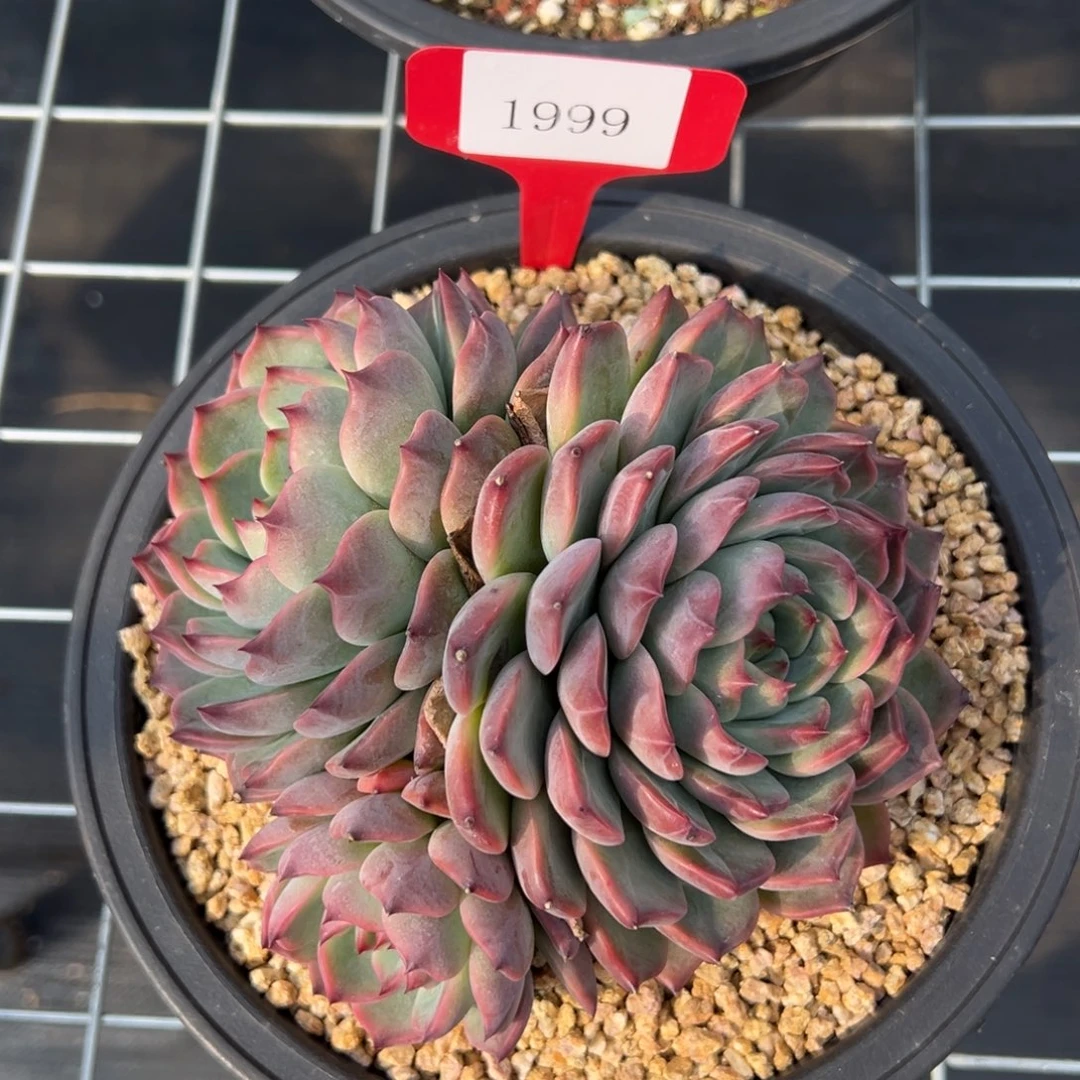 杰*1999肉多么多么多么多么