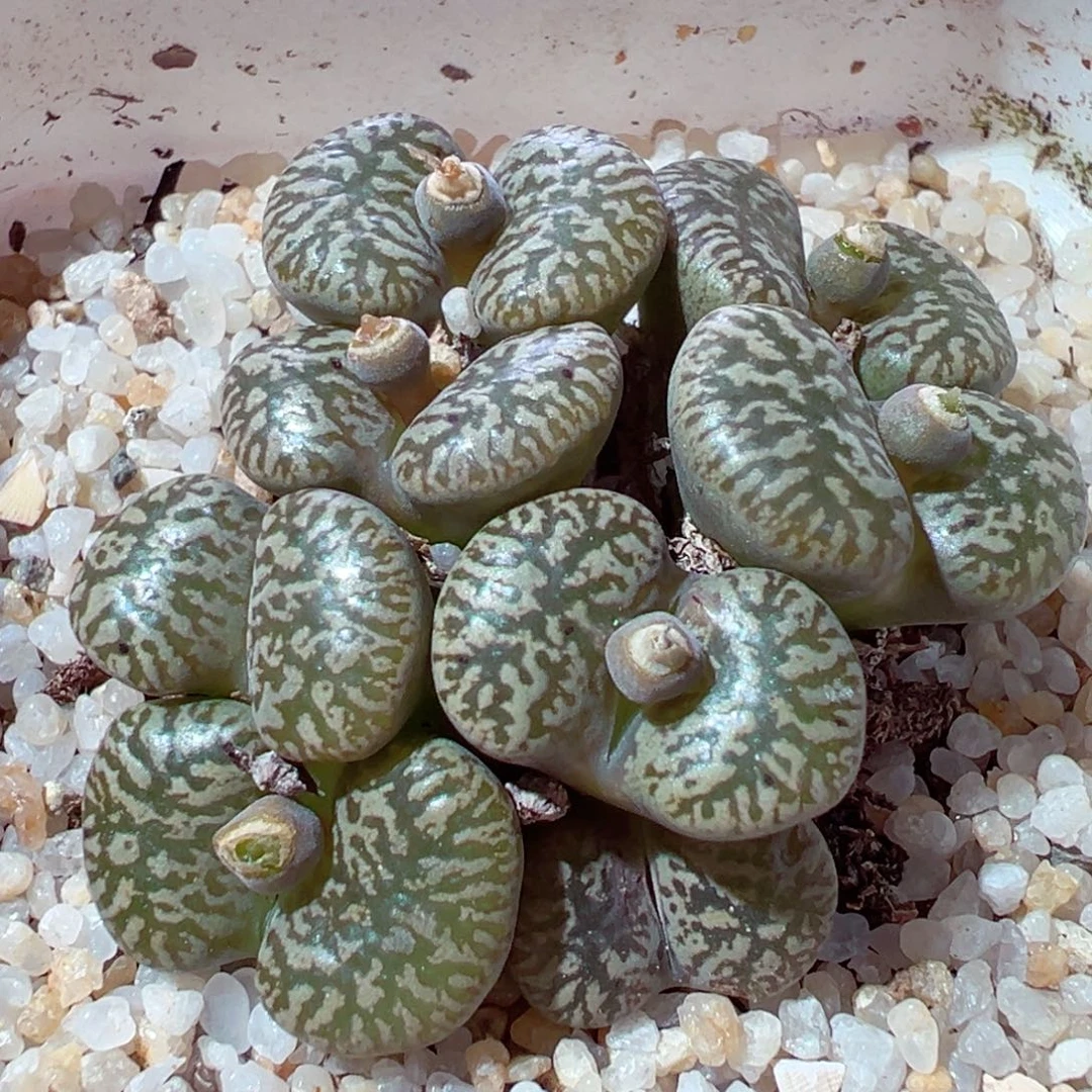 1211-520多肉多肉绿鸟