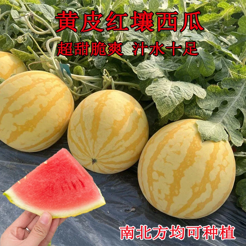 【黄皮红瓤西瓜种子】早熟春播庭院阳台种植超甜西瓜种籽四季播种