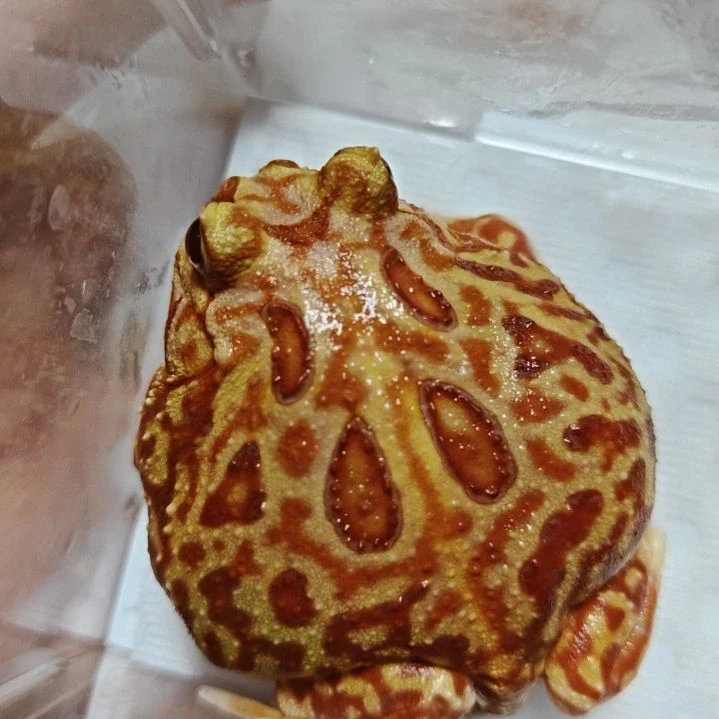 角蛙！角蛙！！！！！！！！！