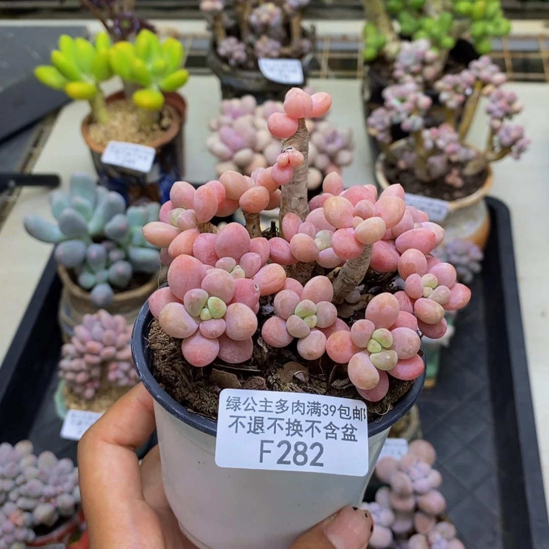 282鱼子酱多肉有断枝