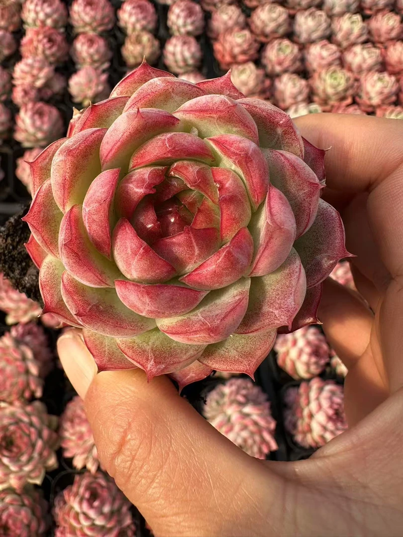 7#夜莺单双混发多肉植物  前男友精品多肉 SM873