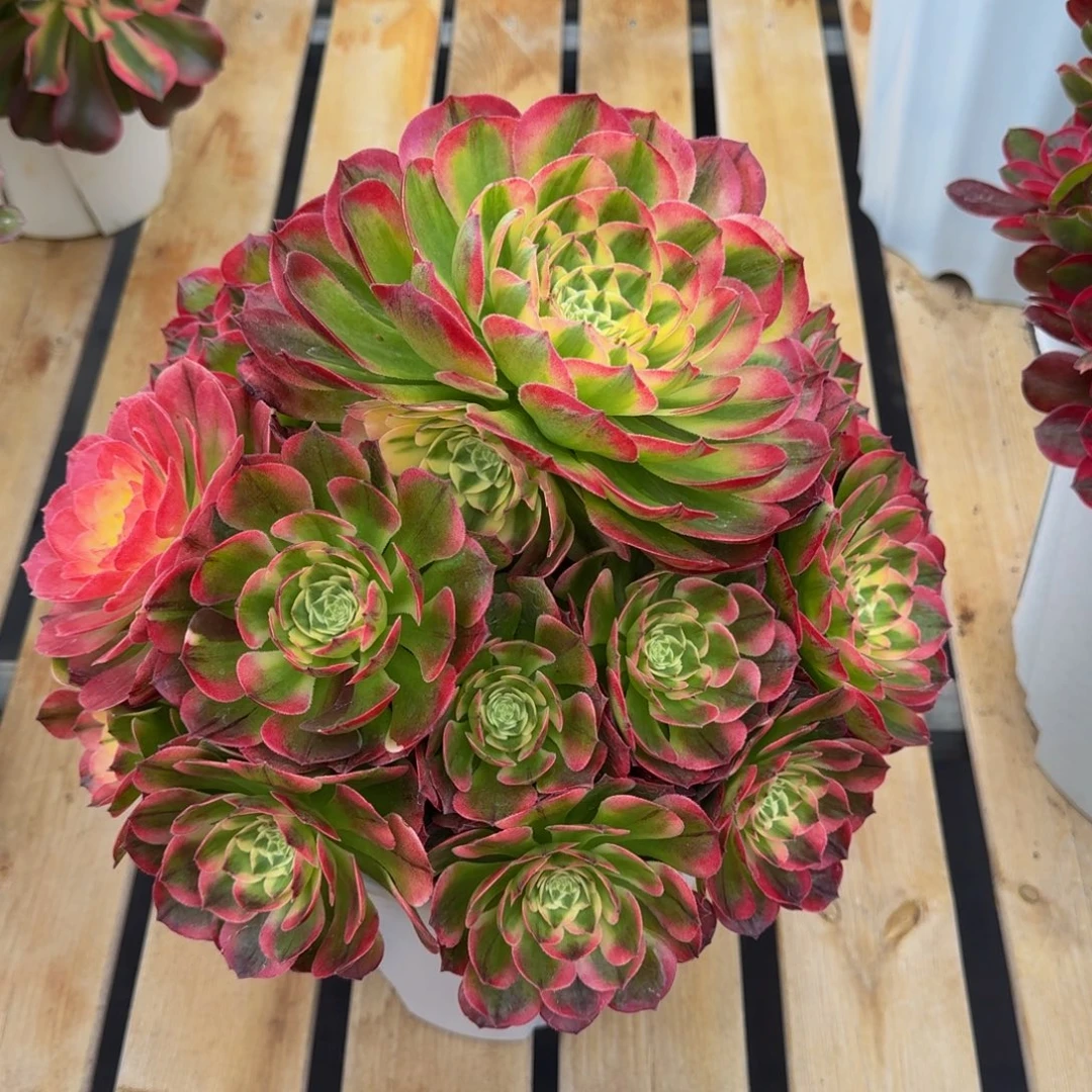 凤***飞海仙 精品法师 锦