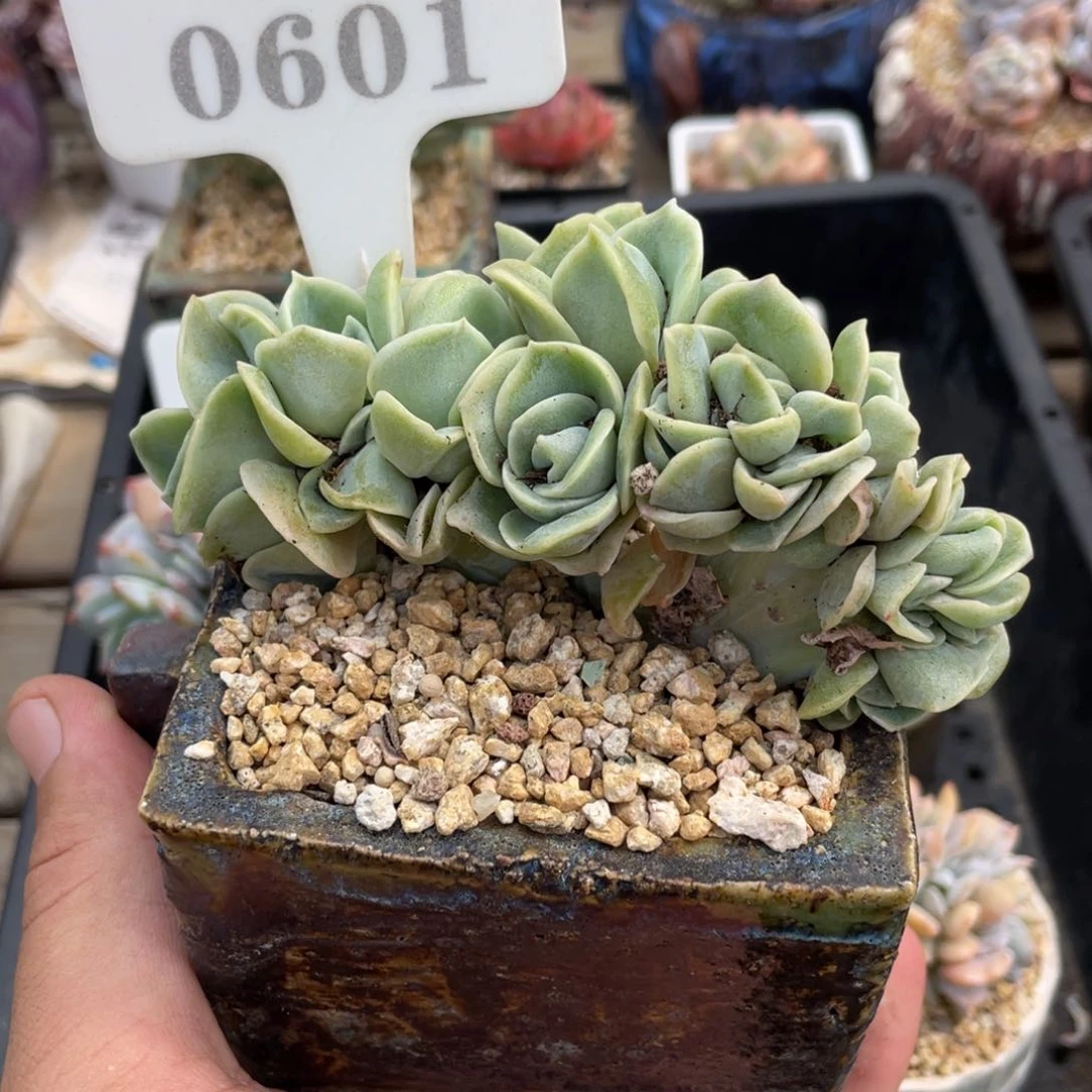 0601可爱玫瑰缀不带盆10厘米