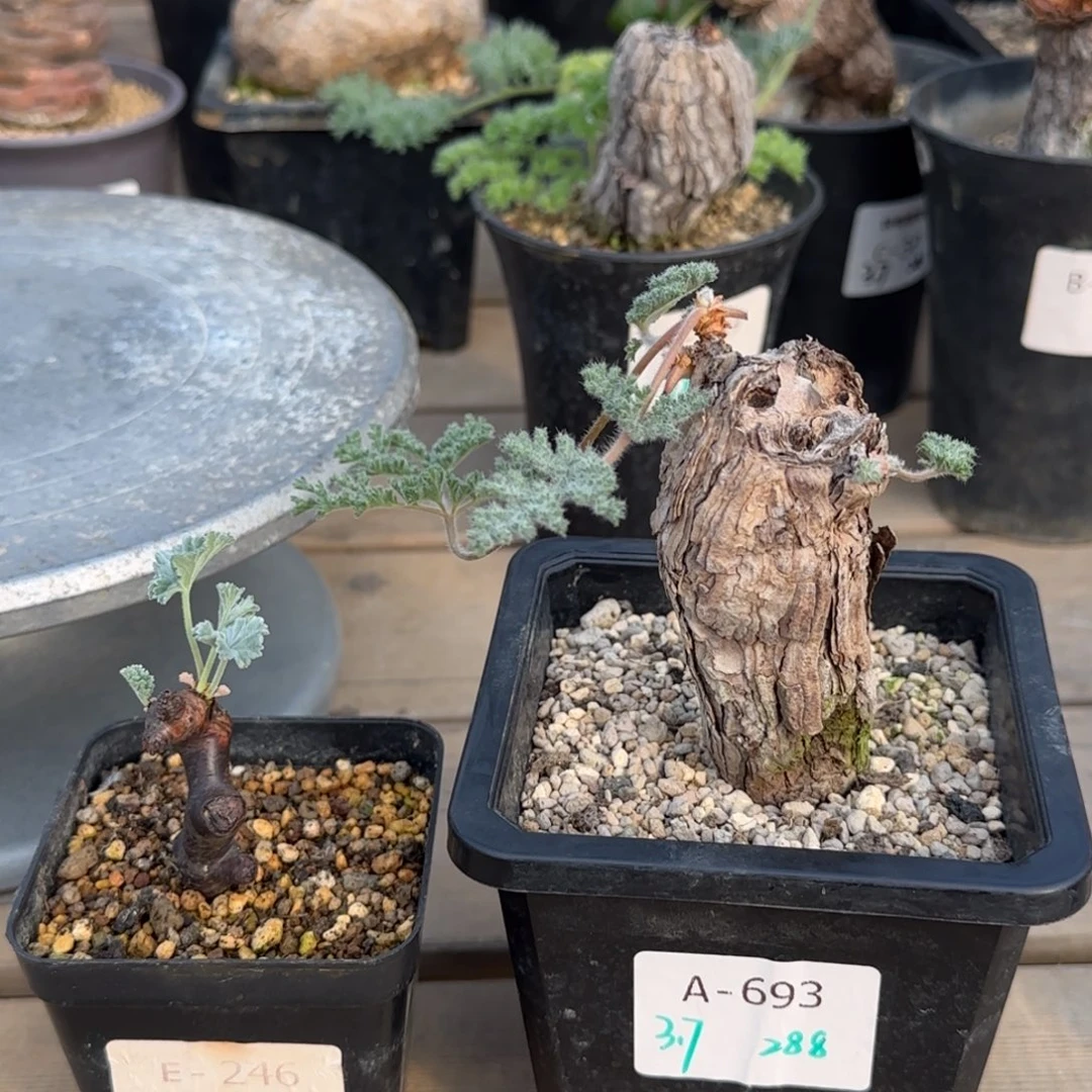 693枯木洋葵块根植物
