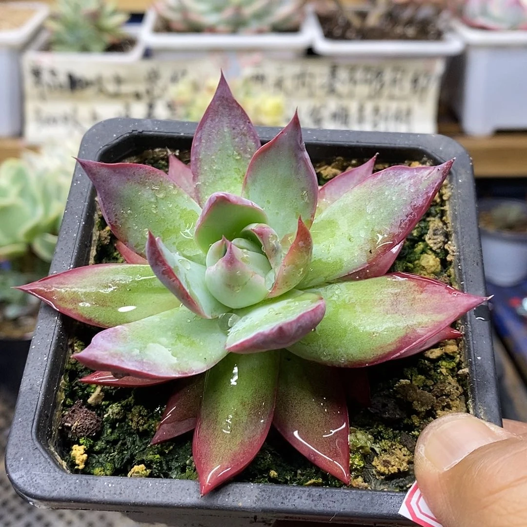 22104 惊鸿仙子多肉