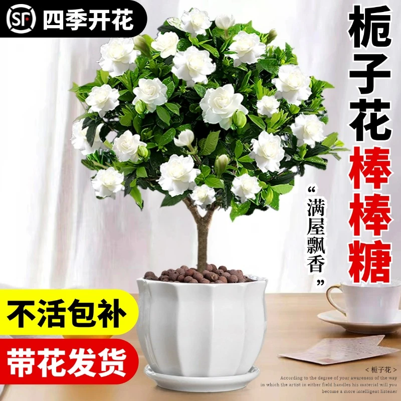 独杆棒棒糖栀子花盆栽带花苞四季开花大叶栀子花老桩绿植花卉植物