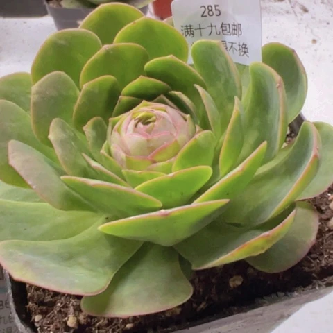 285 山地玫瑰基地福利