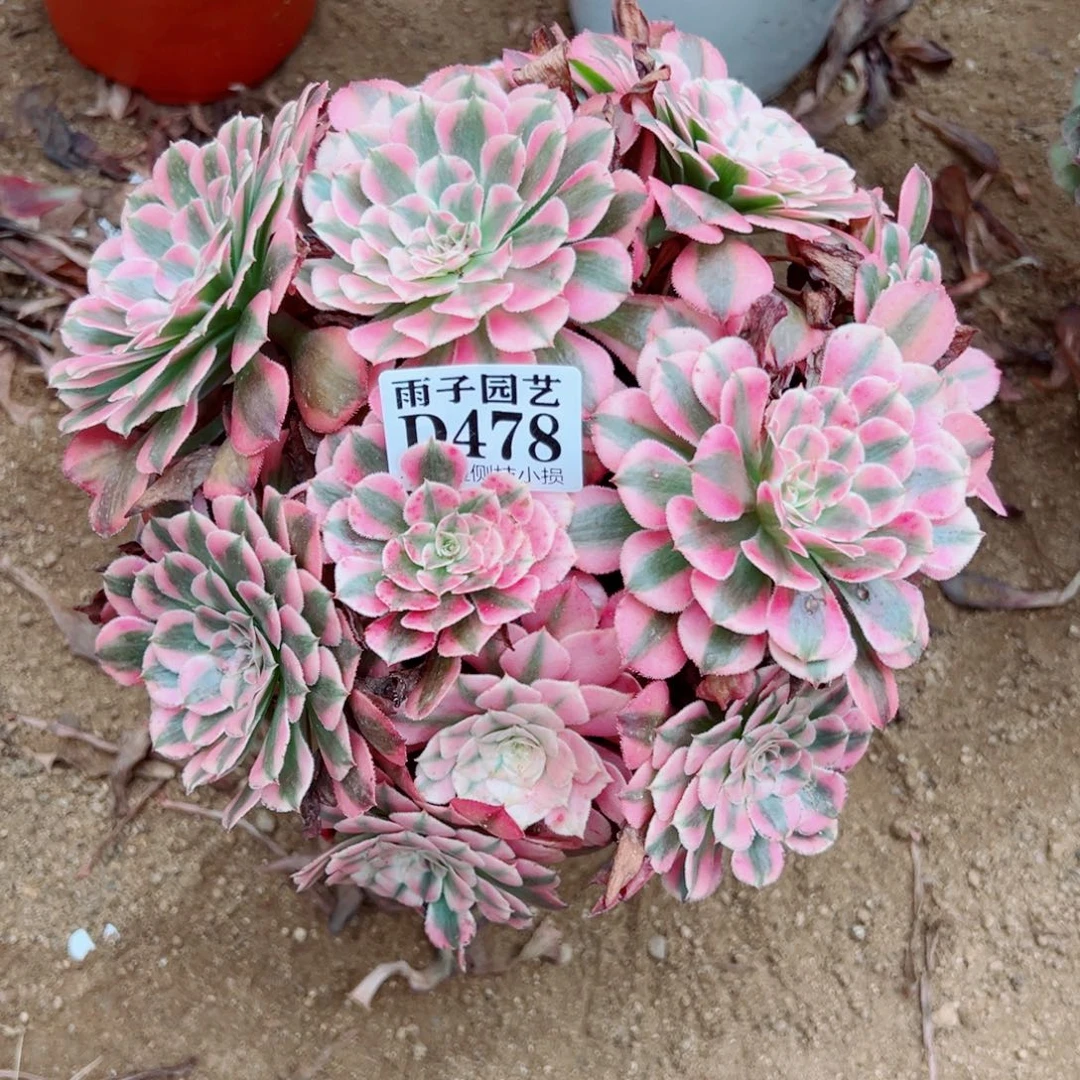 478红彤白尺寸20左右