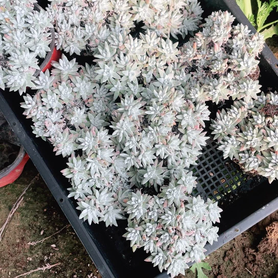 白菊一物一拍一筐不包整