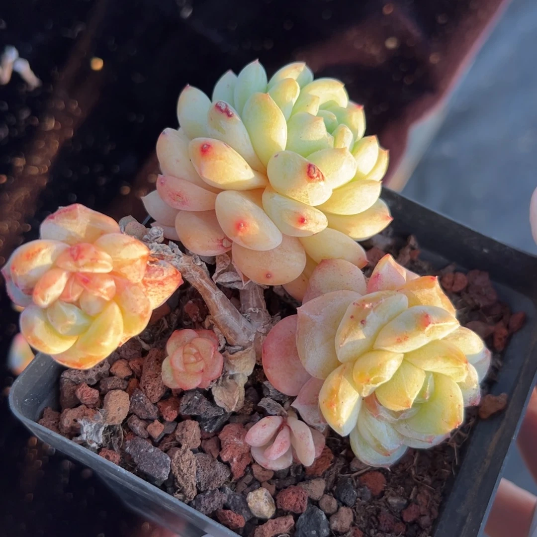 新年快乐 新年快乐