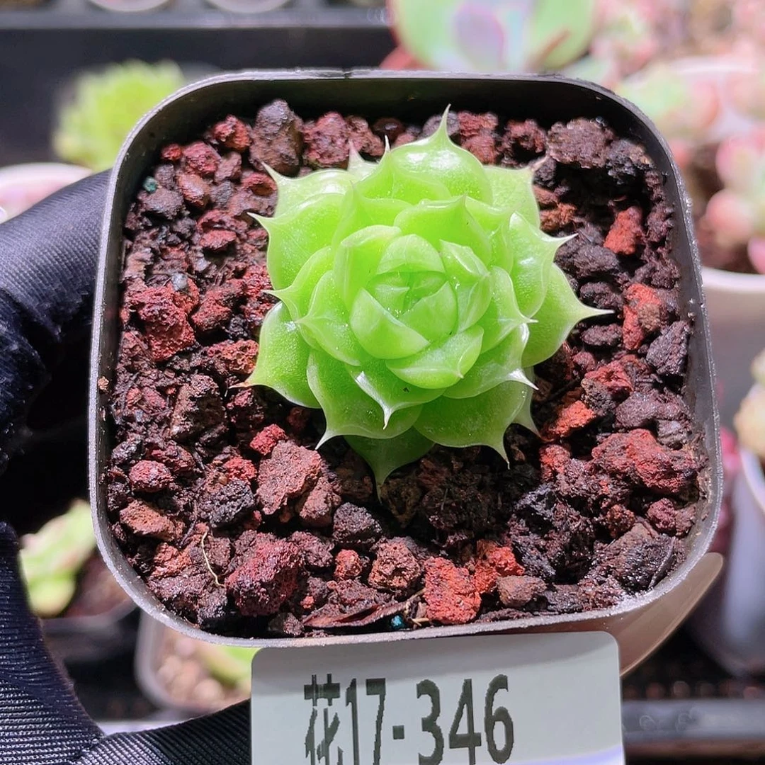 花利美17-346麦秆