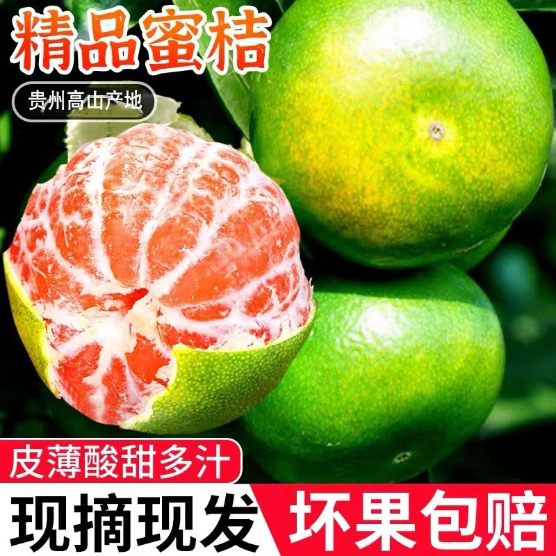 【贵州无籽蜜橘】头茬采摘高山蜜橘无籽皮薄多汁新鲜水果青皮橘酸甜