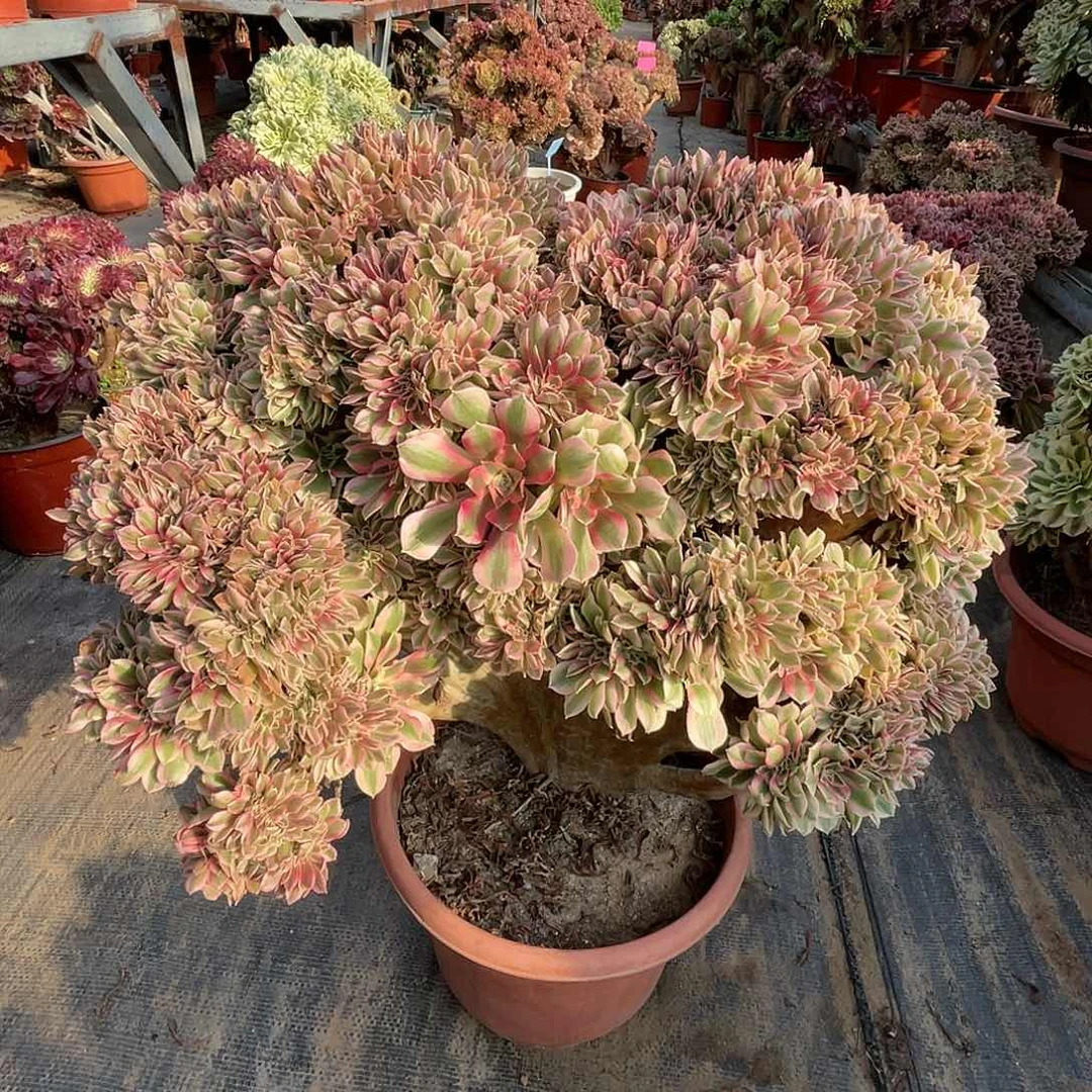 【闪购商品】无花朵粉女巫