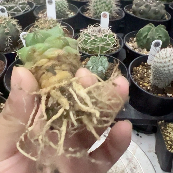 完全开放特价实生象牙脱土发