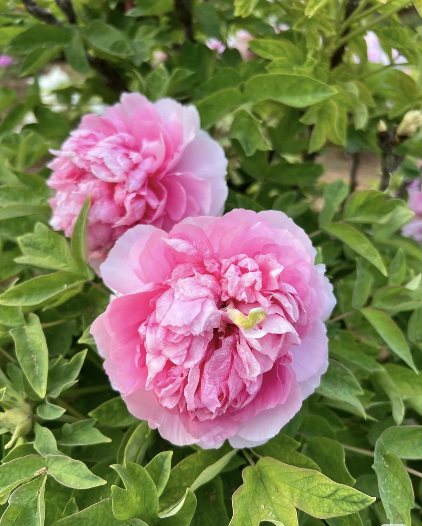 【贵妃插翠】山东重瓣牡丹牡丹 先发肥料秋季发苗！菏泽基地直销