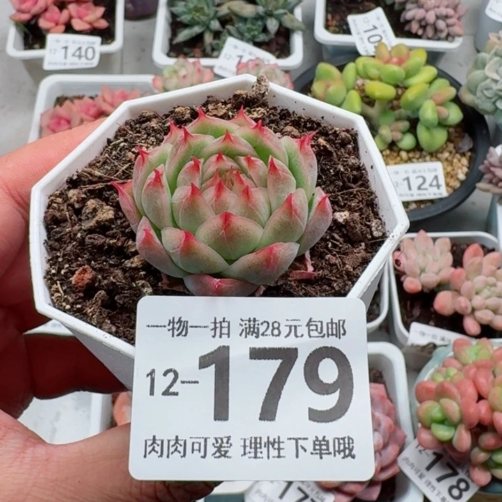 莲华无盆土发货无盆土无