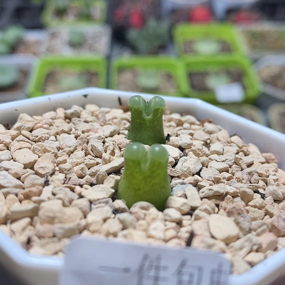 奶瓶多肉植物13号