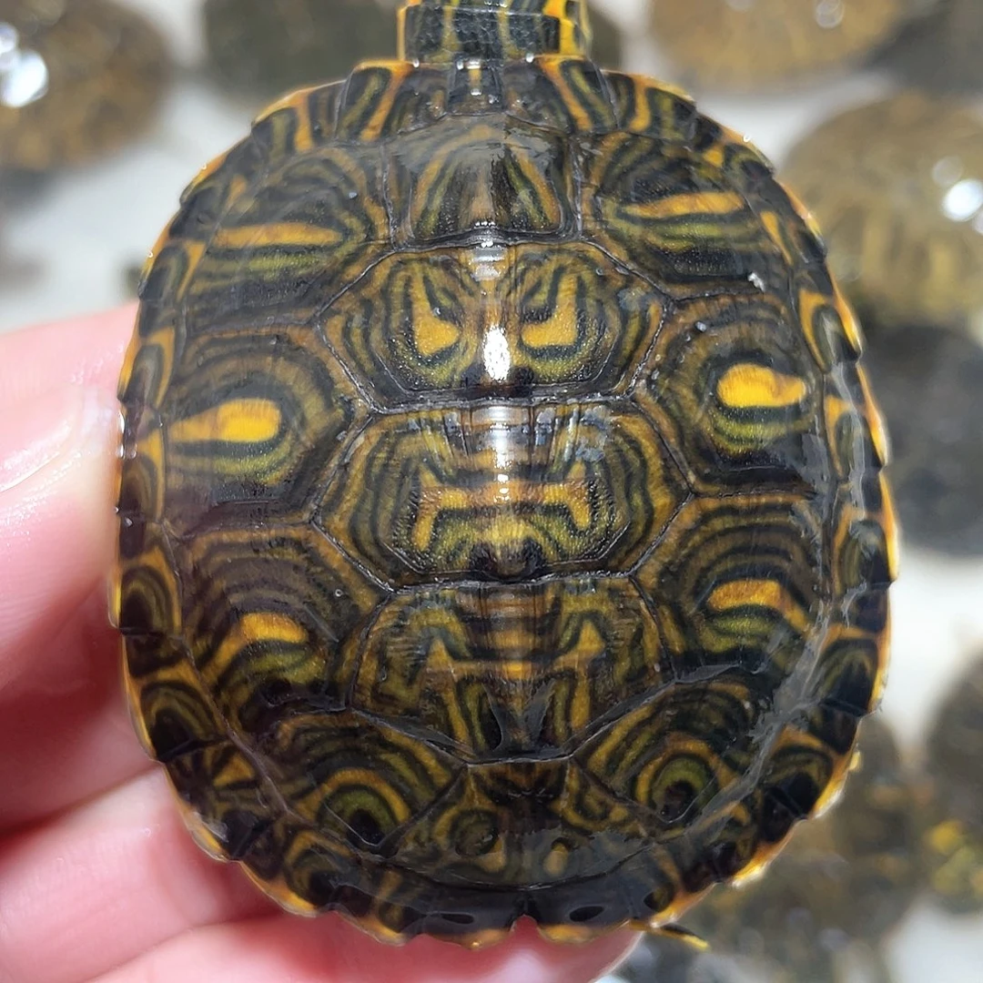 宠物龟不分公母耳