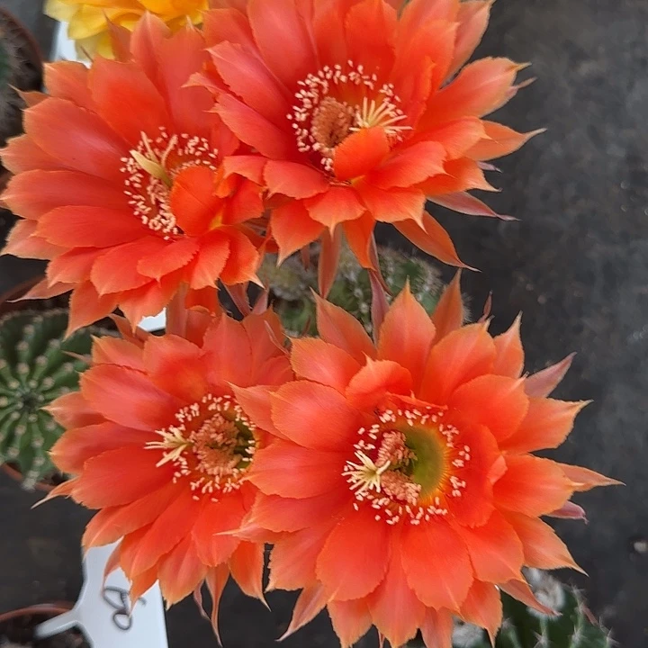 68号彩草仙人球！！！！