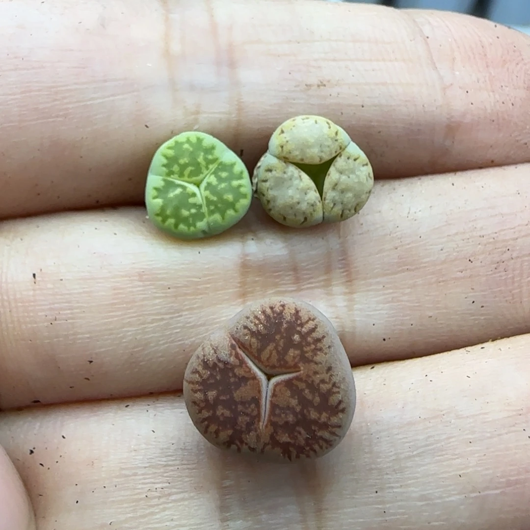 601 清框福利30包邮