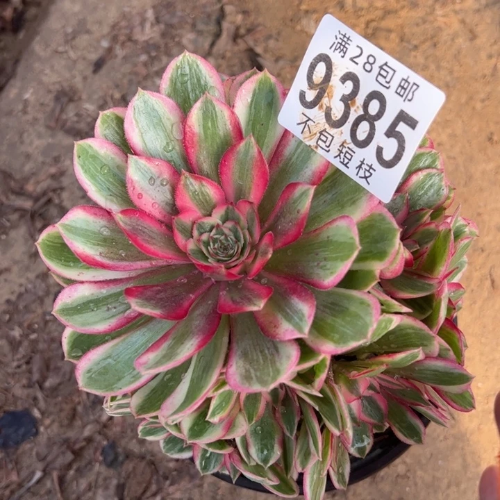 9385多肉植物万圣节多肉