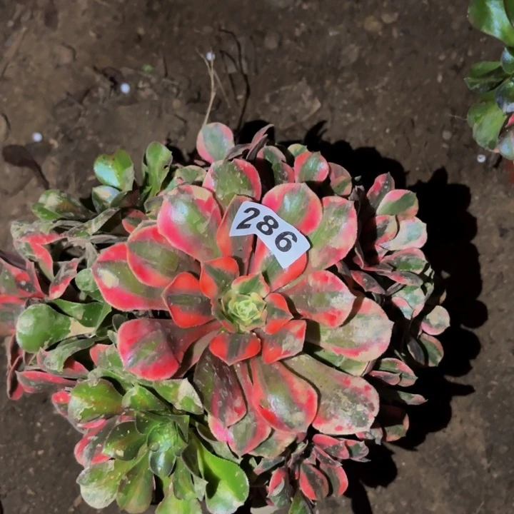 286女妖多肉植物不售后