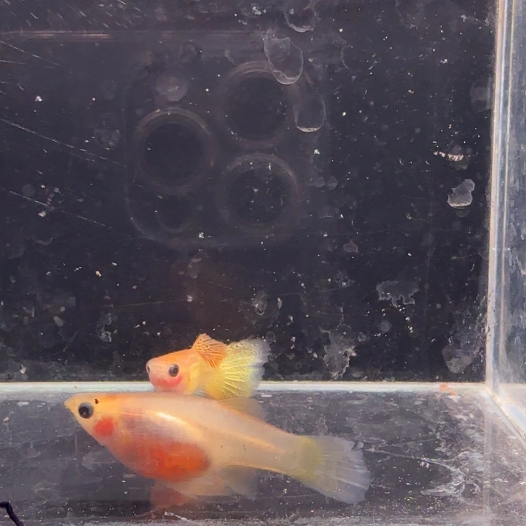 孔雀鱼黄金蕾丝玻璃猫1对