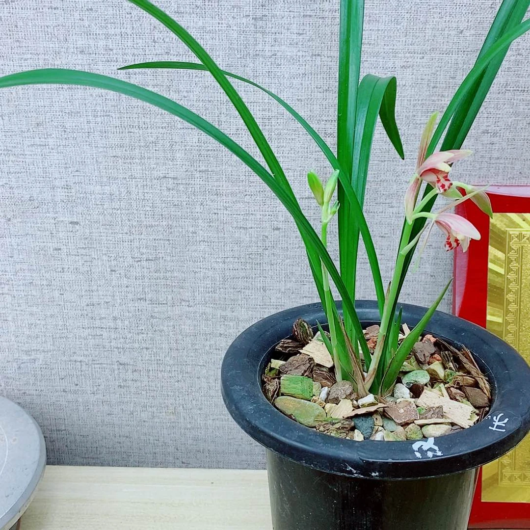 当前无花栽培后可以开花半