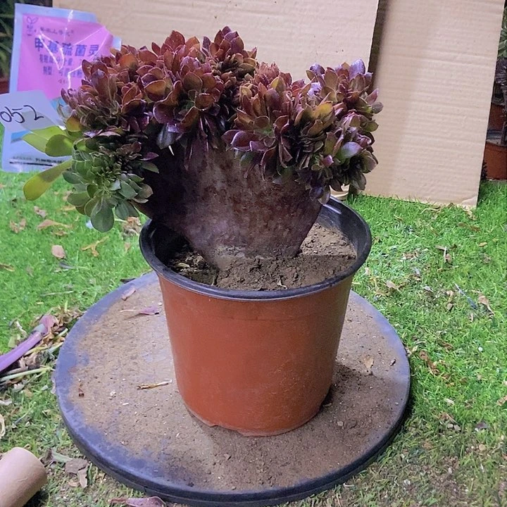 052玫瑰法师缀老板子法师缀