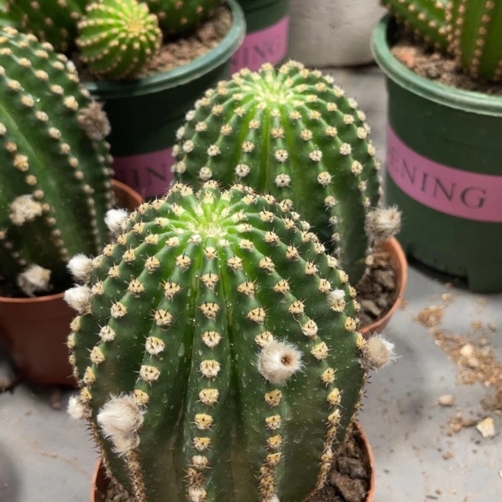 新品粉金刚带花苞一杯