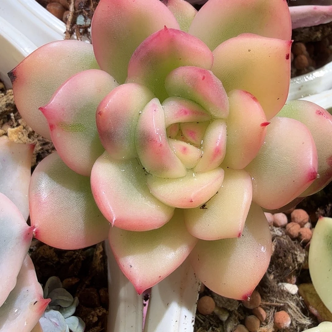 ****葱东云珍妮锦，多肉植物