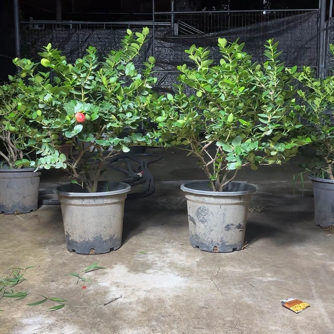 四****完全开放一物一拍