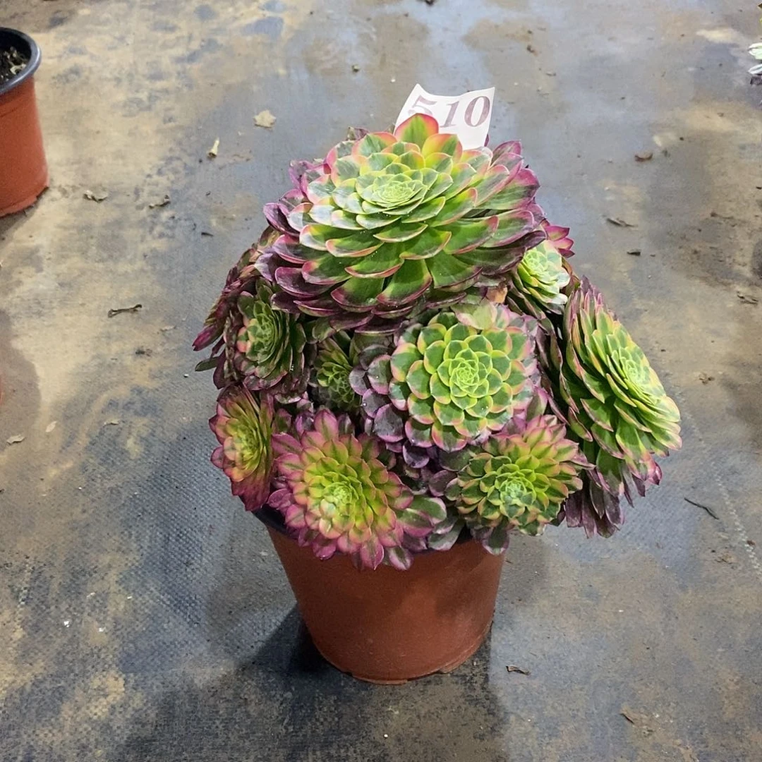 朝霞510多肉法师