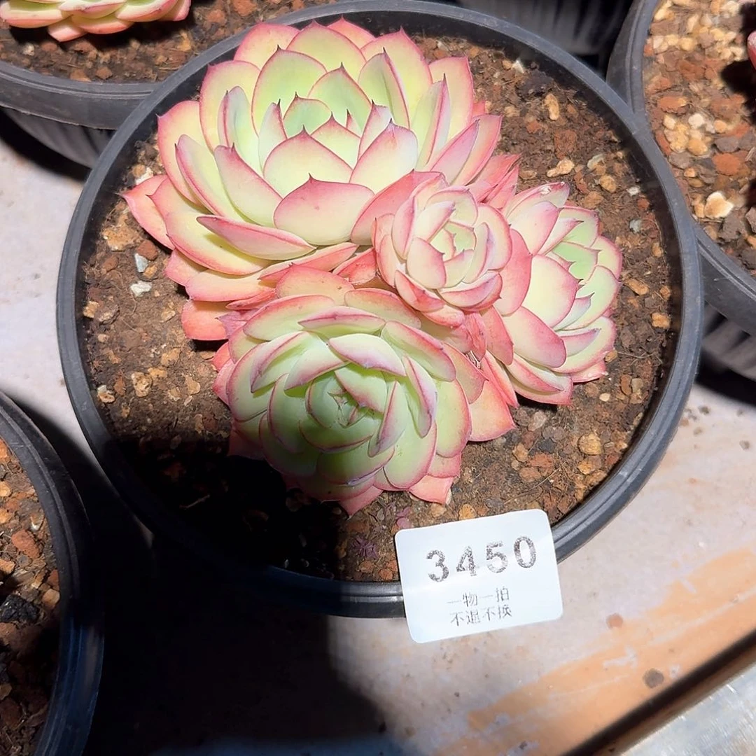 松***?3450号牡丹亭多肉