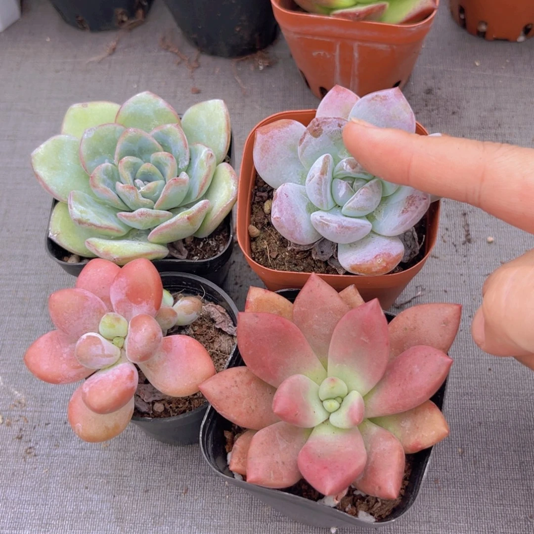 泡芙。雪橙。洛神。桃花源