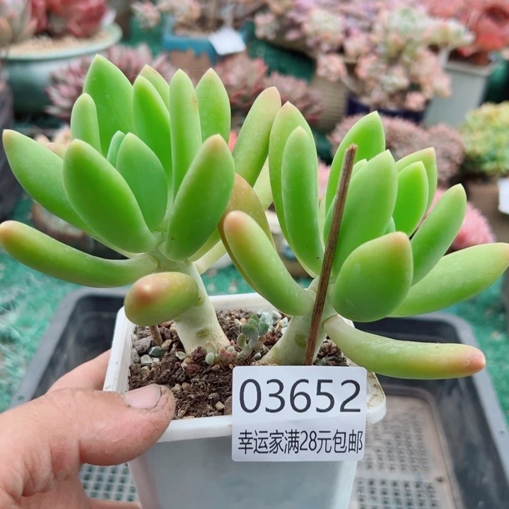 幸运的是我还没遇到过