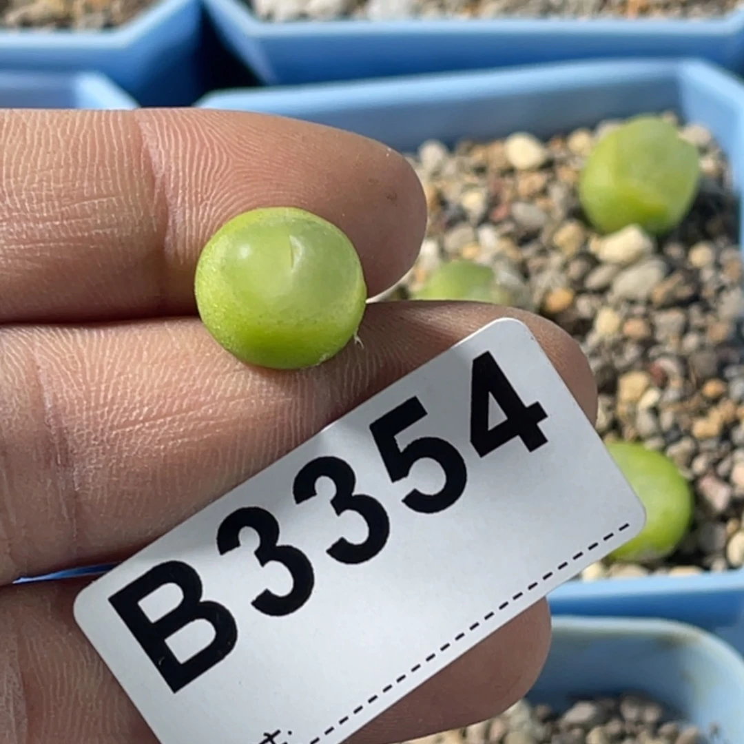 忘***忧3354拉登1专拍的的