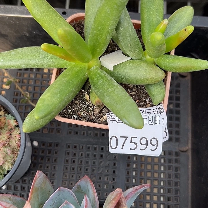 幸运的人会遇到你喜欢你幸运