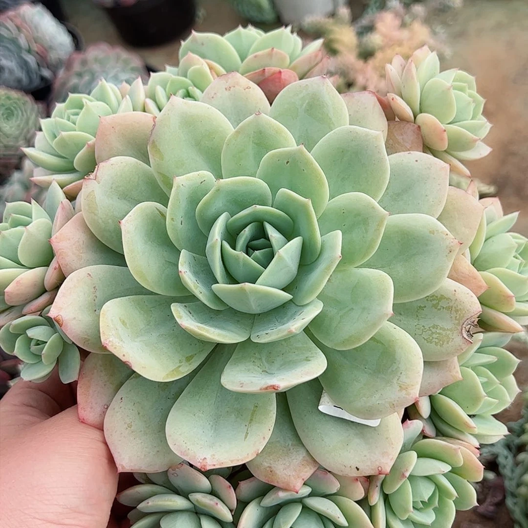 韩国恋曲单头带仔