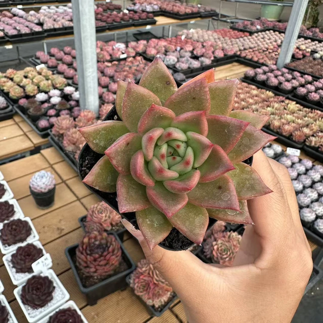 7#金星 多肉植物 前男友精品多肉sm0207